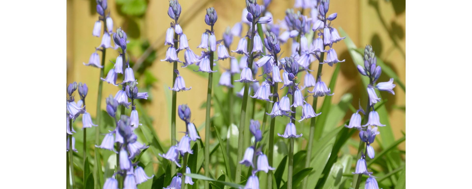 bluebells