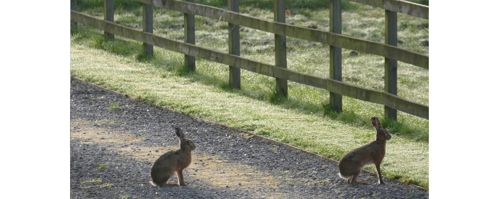 hares