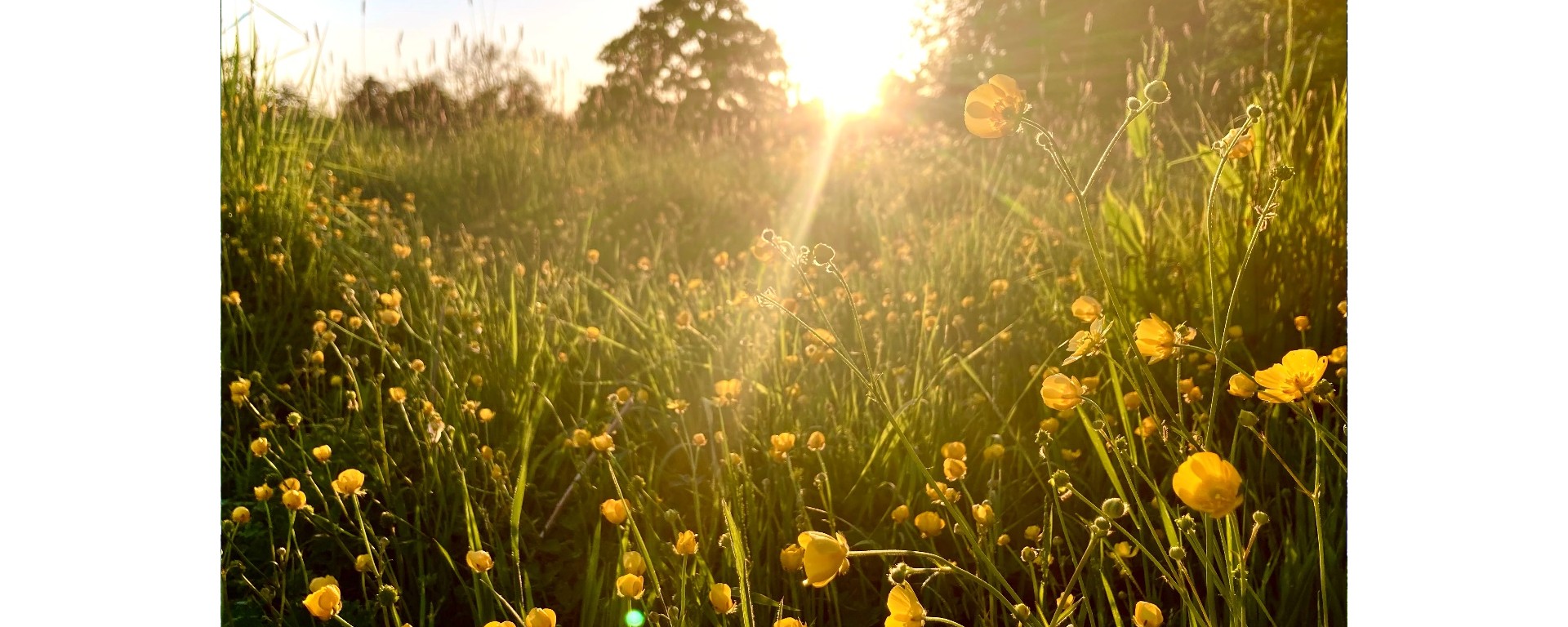 wildflowers